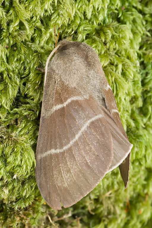 Fox Moth (Macrothylacia rubi) photographed in Somerset by John Bebbingtoj