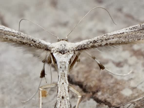 Dusky Plume (Oidaematophorus lithodactyla) photographed in Somerset by Sue Davies