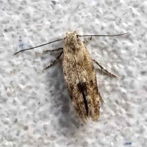 Common Mompha (Mompha epilobiella) photographed in Somerset by Sue Davies