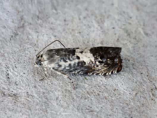 Acorn Piercer (Pammene fasciana) photographed in Somerset by Sue Davies