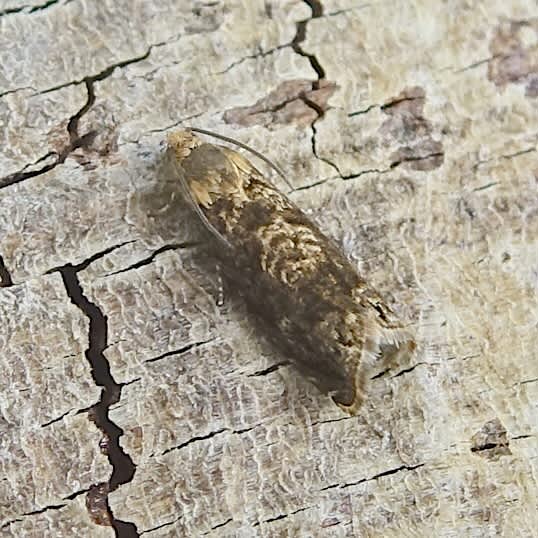 Kent Fruit Piercer (Grapholita lobarzewskii) photographed in Somerset by Sue Davies