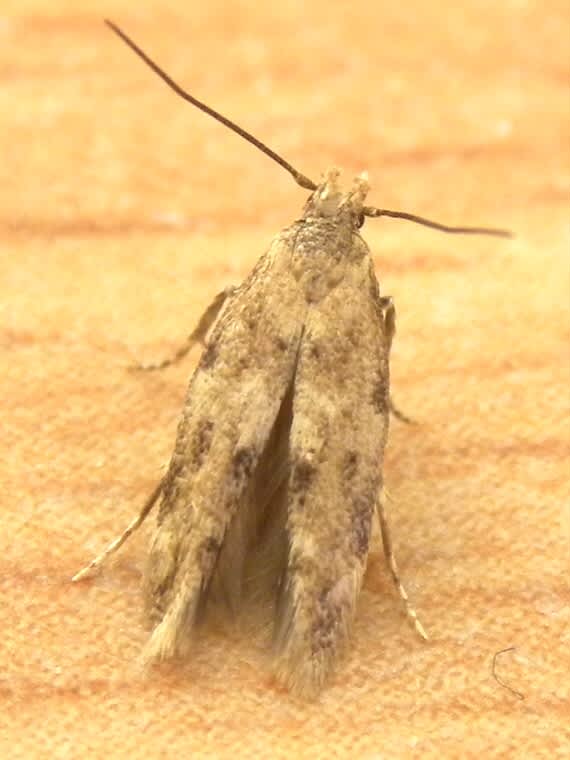 Common Mompha (Mompha epilobiella) photographed in Somerset by Sue Davies