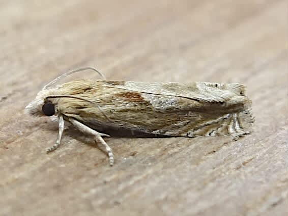 Bright Bell (Eucosma hohenwartiana) photographed in Somerset by Sue Davies