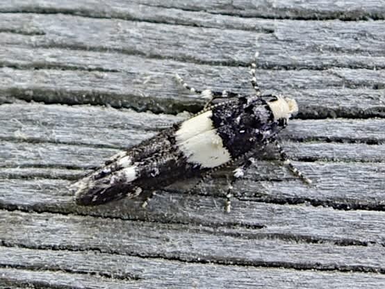 White-barred Groundling (Recurvaria leucatella) photographed in Somerset by Sue Davies