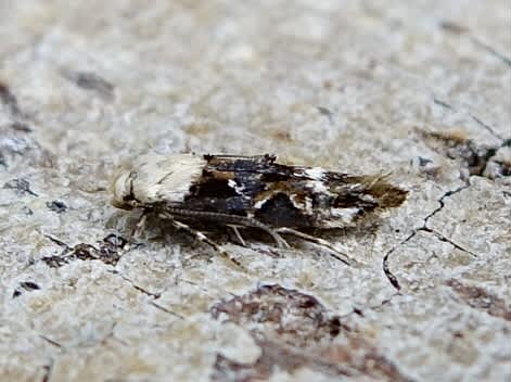Marbled Mompha (Mompha propinquella) photographed in Somerset by Sue Davies
