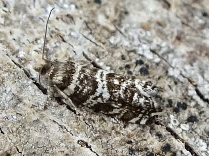 Common Spruce Bell (Epinotia tedella) photographed in Somerset by Sue Davies