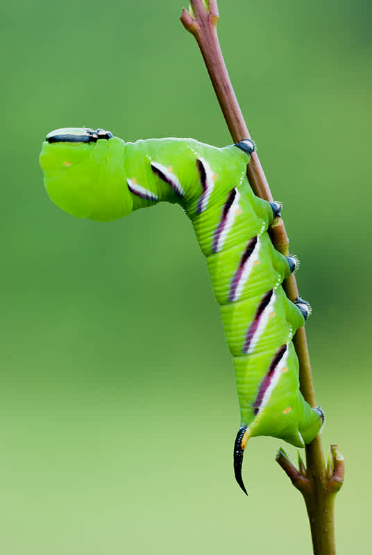 Privet Hawk-moth (Sphinx ligustri) photographed in Somerset by John Bebbington