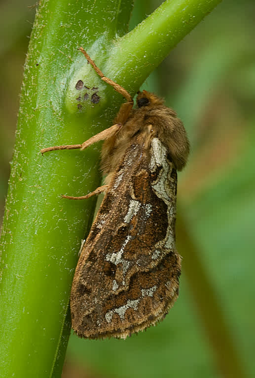 Map-winged Swift (Korscheltellus fusconebulosa) photographed in Somerset by John Bebbington