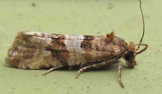 Shore Marble (Lobesia littoralis) photographed in Somerset by Jenny Vickers