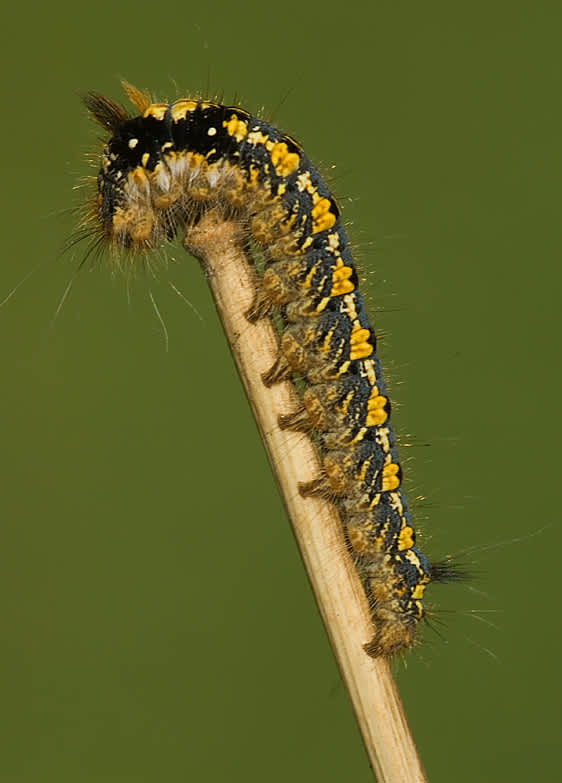 The Drinker (Euthrix potatoria) photographed in Somerset by John Bebbington