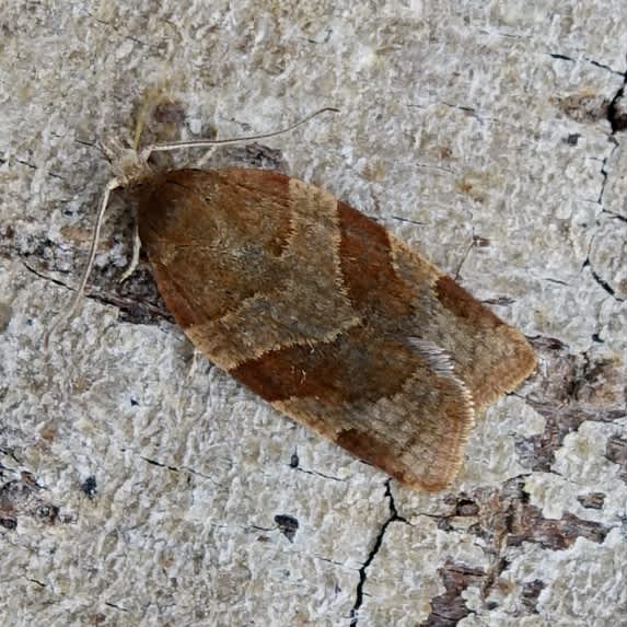 Dark Fruit-tree Tortrix (Pandemis heparana) photographed in Somerset by Sue Davies