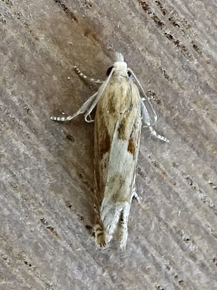 Bright Bell (Eucosma hohenwartiana) photographed in Somerset by Sue Davies