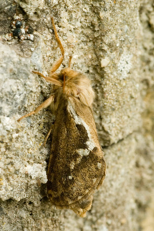 Common Swift (Korscheltellus lupulina) photographed in Somerset by John Bebbington