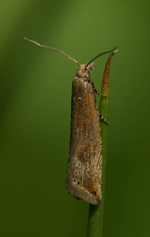 Rush Marble (Bactra lancealana) photographed in Somerset by John Bebbington