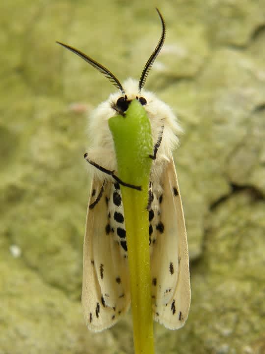 White Ermine (Spilosoma lubricipeda) photographed in Somerset by Sue Davies