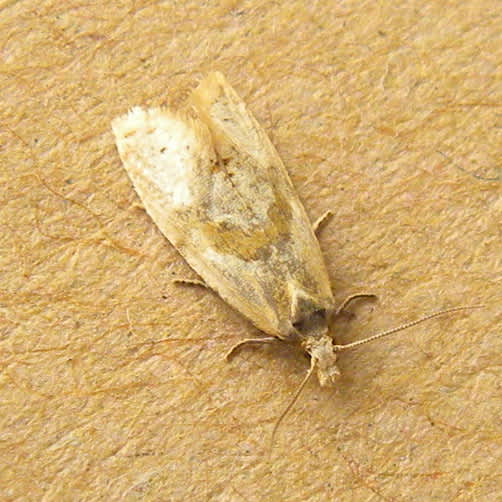 Phalonidia affinitana | Somerset Moths