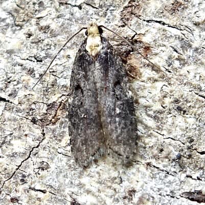 Carrot Flat-body (Depressaria douglasella) photographed in Somerset by Sue Davies