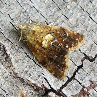 Yellow-spot Tortrix (Pseudargyrotoza conwagana) photographed in Somerset by Sue Davies