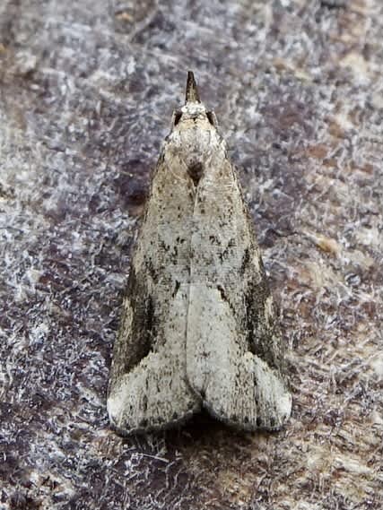 Pinion-streaked Snout (Schrankia costaestrigalis) photographed in Somerset by Sue Davies