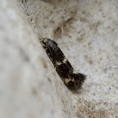 Black-headed Dwarf (Elachista atricomella) photographed in Somerset by Sue Davies