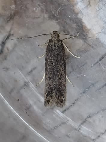 Pointed Groundling (Scrobipalpa acuminatella) photographed in Somerset by Sue Davies