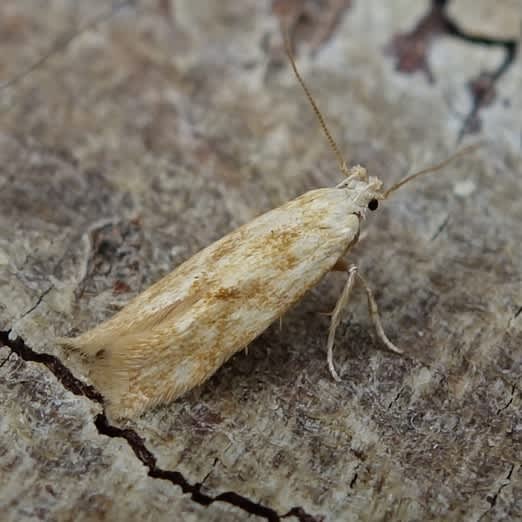 Buff Mompha (Mompha ochraceella) photographed in Somerset by Sue Davies