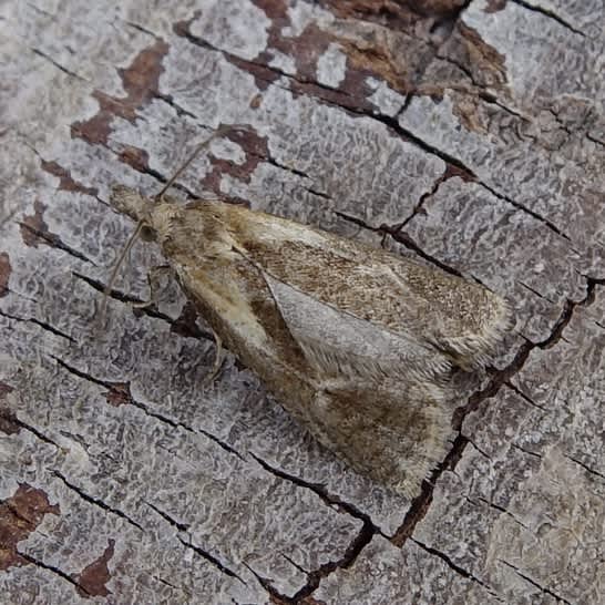 Plain Conch (Phtheochroa inopiana) photographed in Somerset by Sue Davies