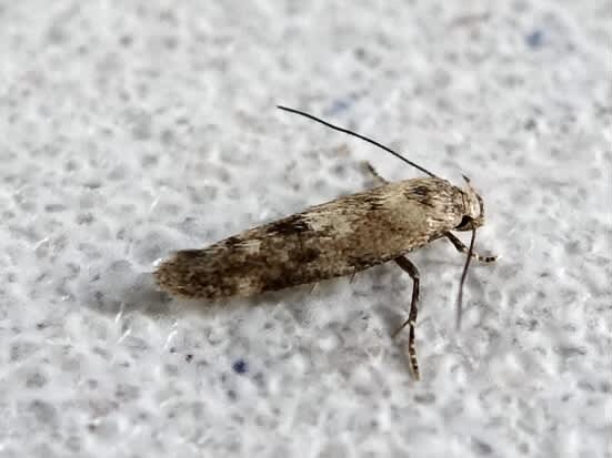 Common Mompha (Mompha epilobiella) photographed in Somerset by Sue Davies