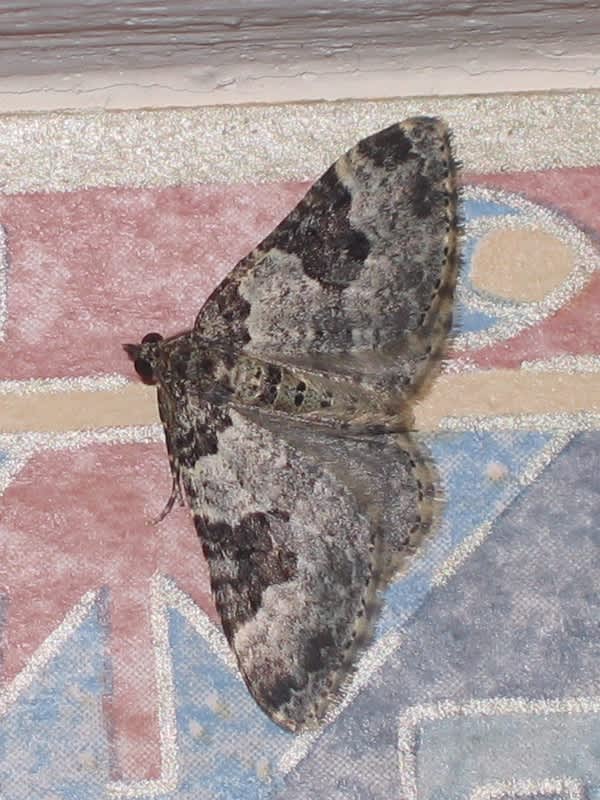 Garden Carpet (Xanthorhoe fluctuata) photographed in Somerset by Christopher Iles