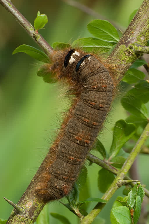 The Lappet (Gastropacha quercifolia) photographed in Somerset by John Bebbington