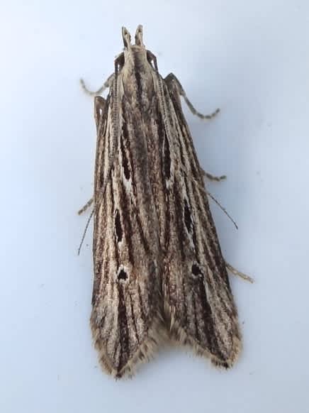 Wainscot Neb (Monochroa palustrellus) photographed in Somerset by Sue Davies