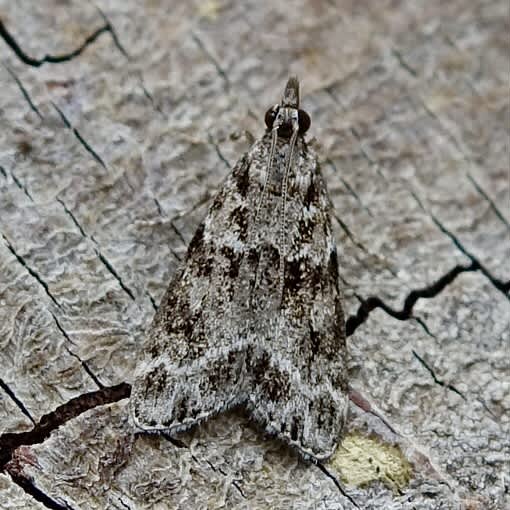 Small Grey (Eudonia mercurella) photographed in Somerset by Sue Davies