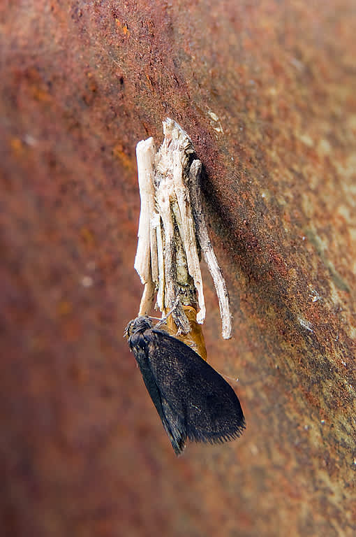 Common Bagworm (Psyche casta) photographed in Somerset by John Bebbington