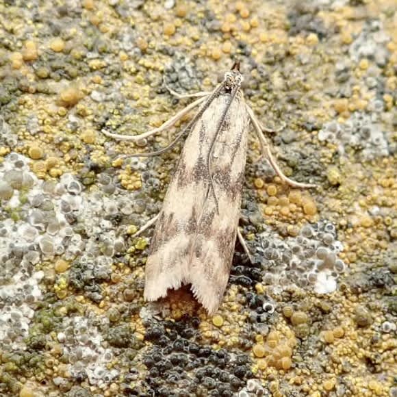 Twin-barred Knot-horn (Homoeosoma sinuella) photographed in Somerset by Sue Davies