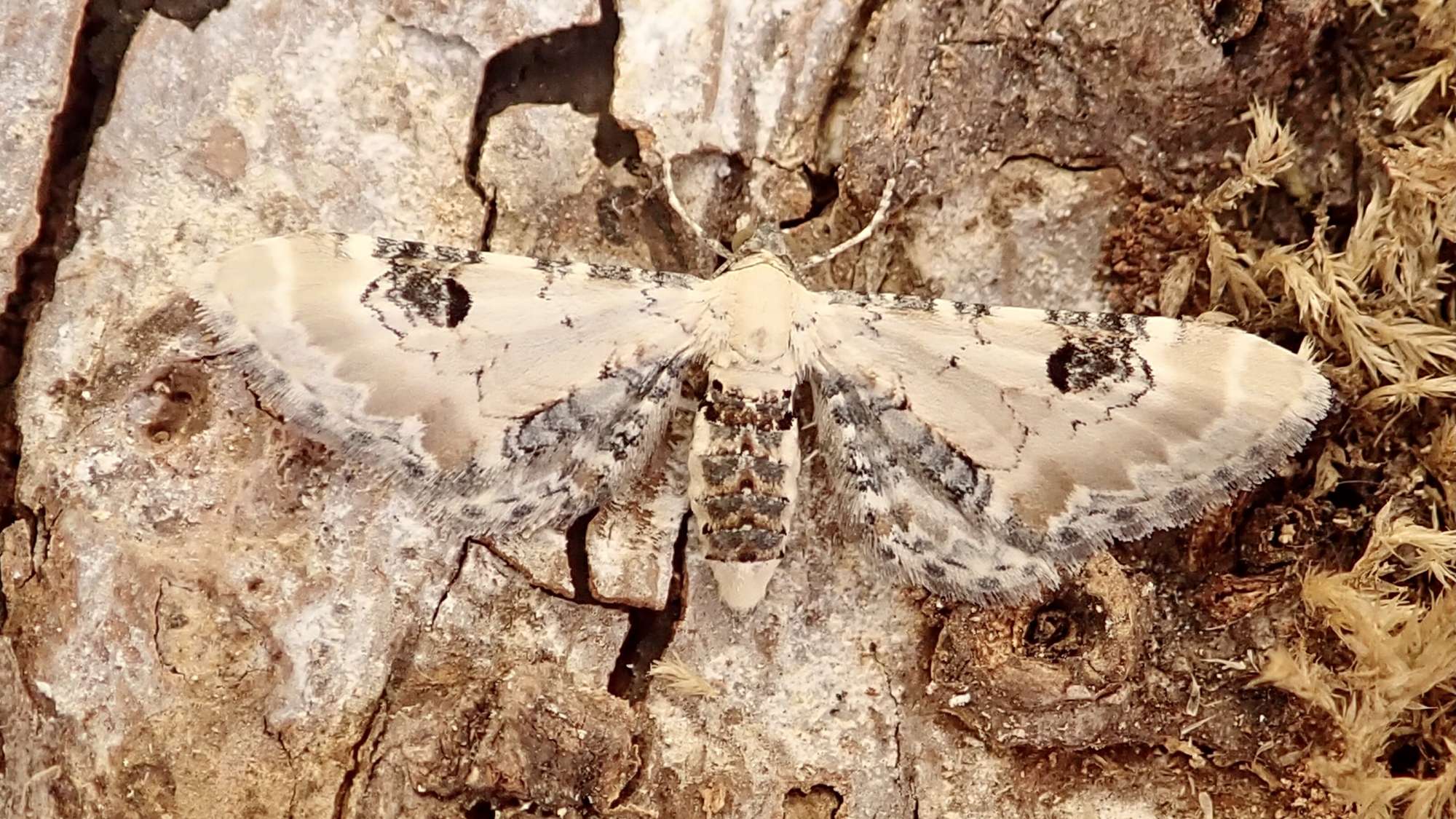 Lime-speck Pug (Eupithecia centaureata) photographed in Somerset by Sue Davies