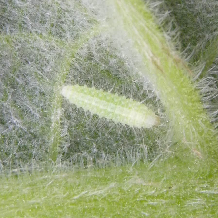 Spotted White Plume (Porrittia galactodactyla) photographed in Somerset by Sue Davies