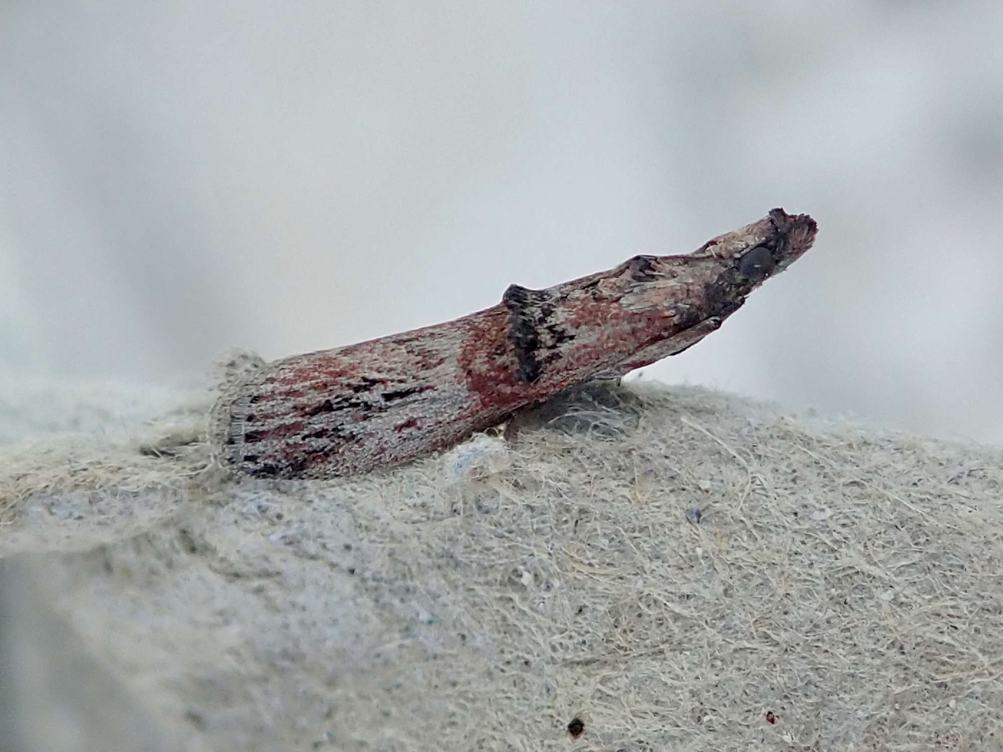 Spindle Knot-horn (Nephopterix angustella) photographed in Somerset by Sue Davies