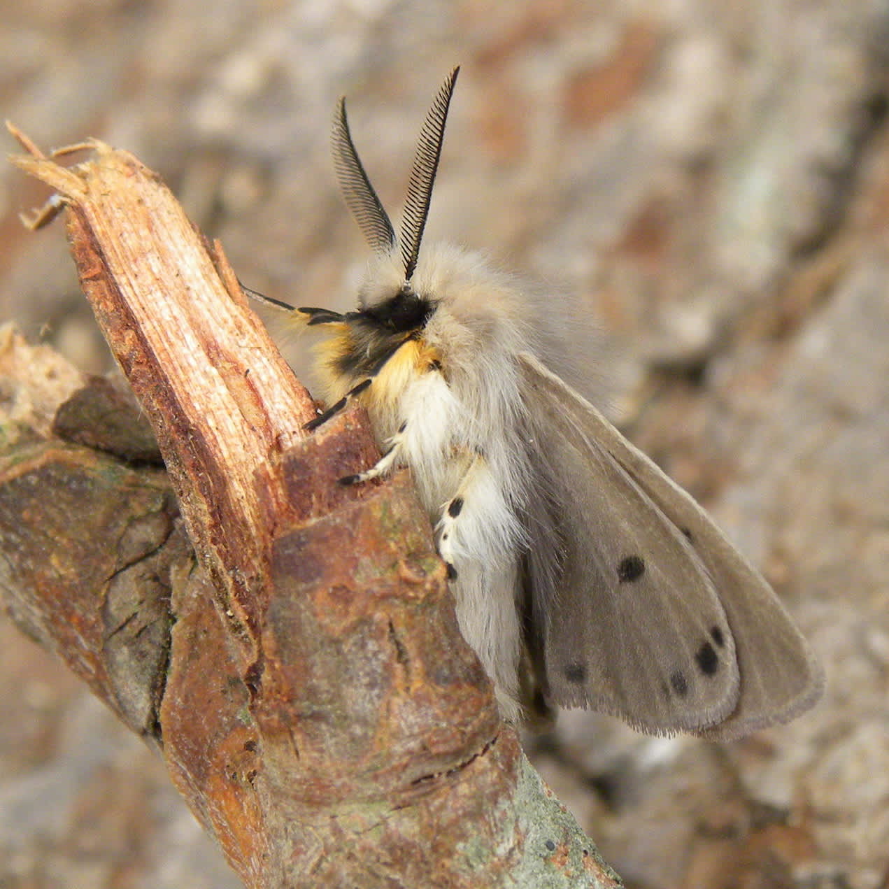 Muslin Moth (Diaphora mendica) photographed in Somerset by Sue Davies