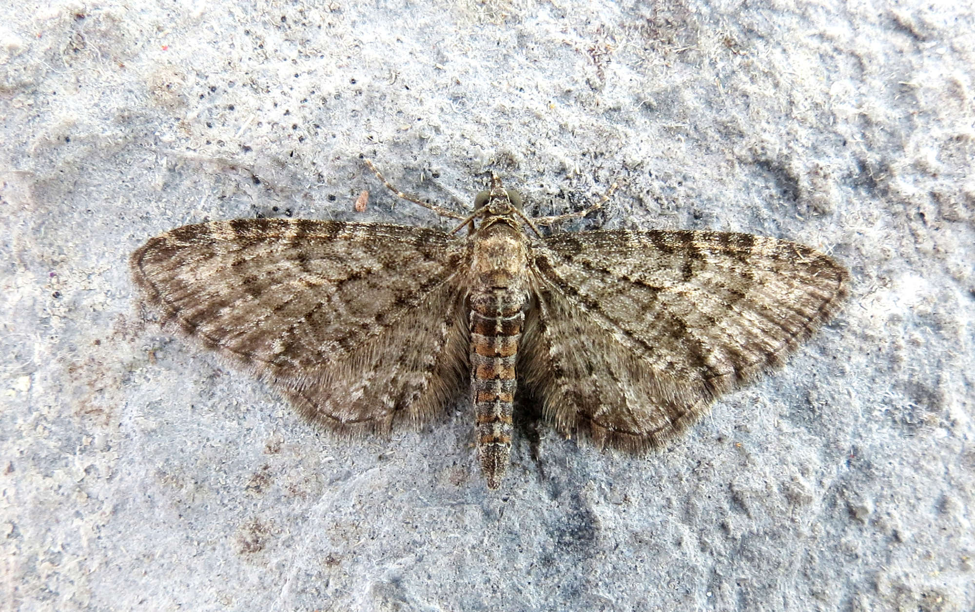 Grey Pug (Eupithecia subfuscata) photographed in Somerset by Steve Chapple