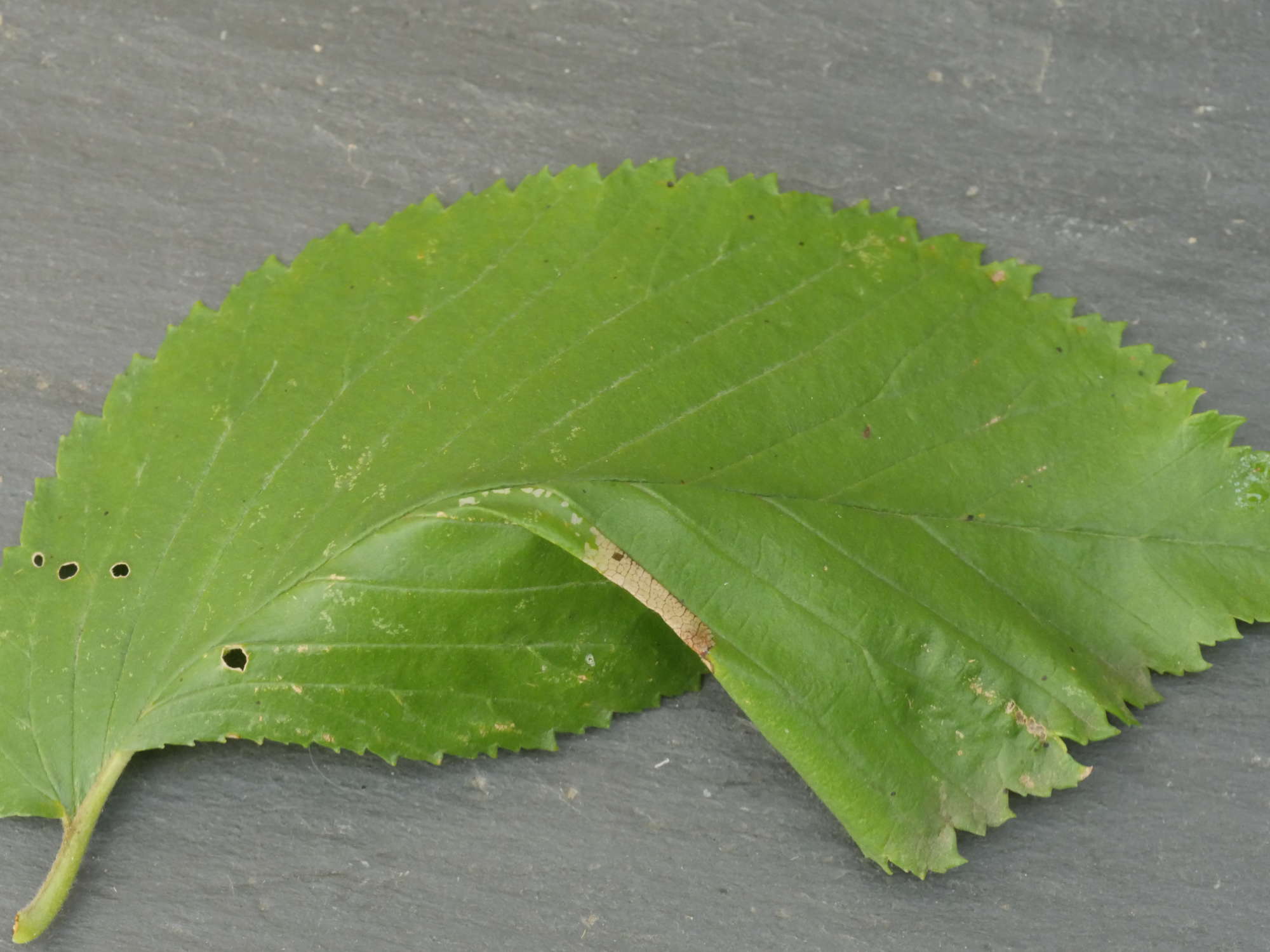 Small Elm Midget (Phyllonorycter schreberella) photographed in Somerset by Jenny Vickers
