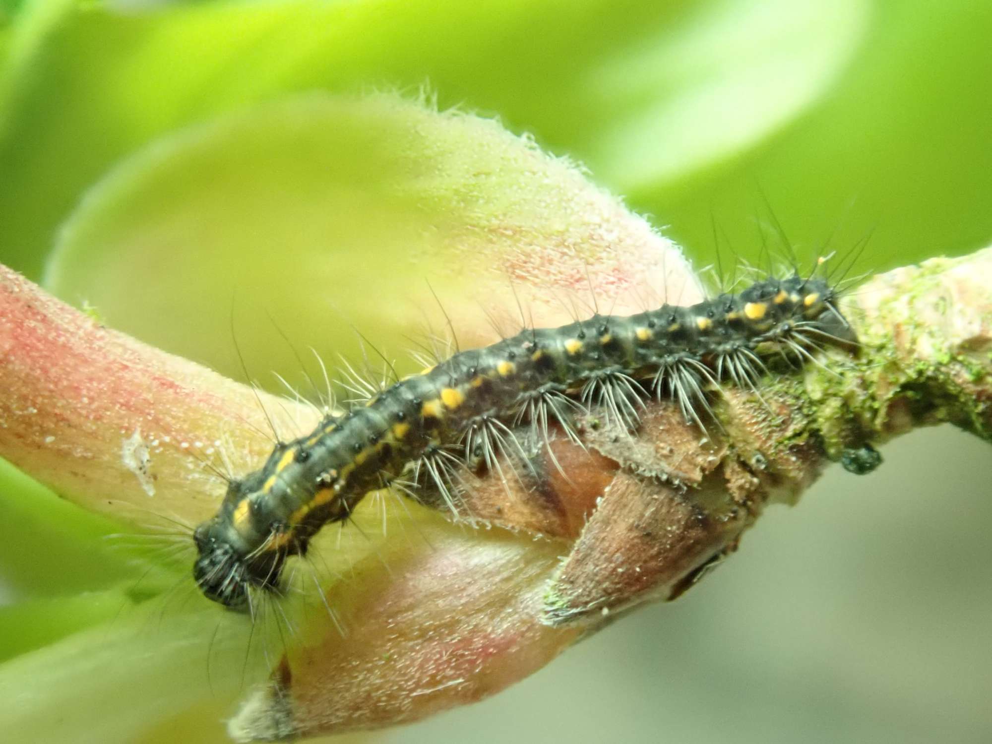 December Moth (Poecilocampa populi) photographed in Somerset by Christopher Iles