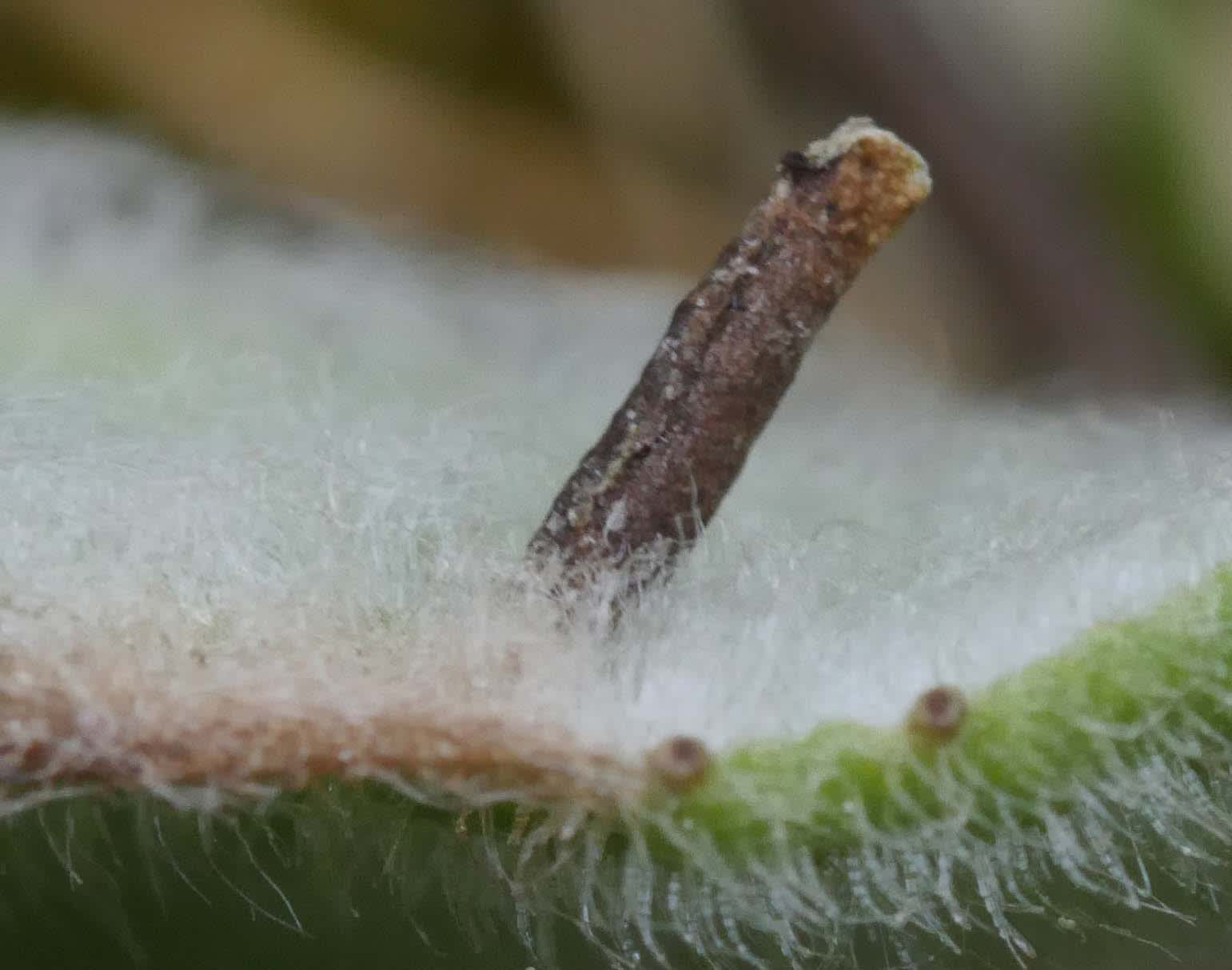 Spikenard Case-bearer (Coleophora conyzae) photographed in Somerset by Jenny Vickers