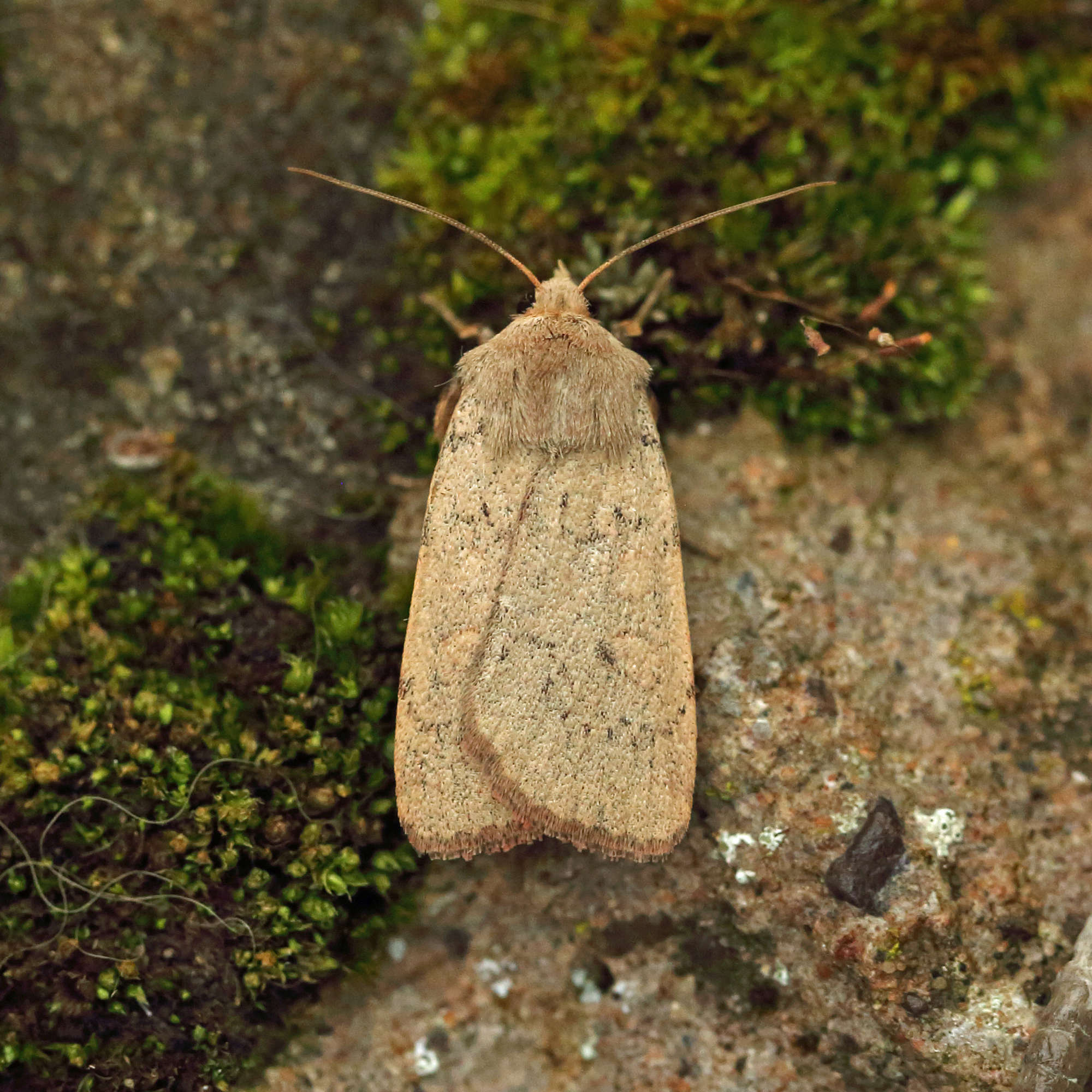 Neglected Rustic (Xestia castanea) photographed in Somerset by Nigel Voaden