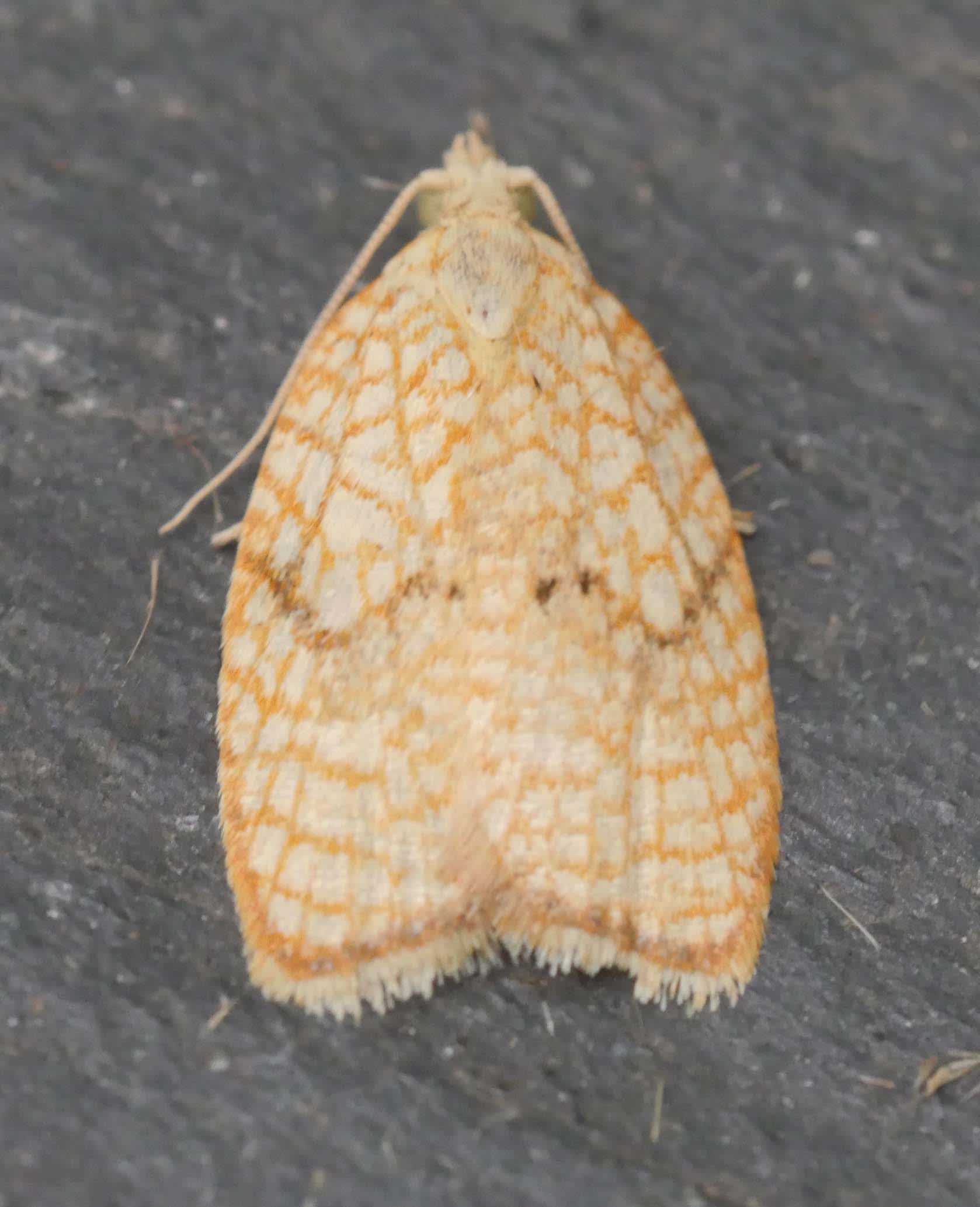 Maple Button (Acleris forsskaleana) photographed in Somerset by Jenny Vickers