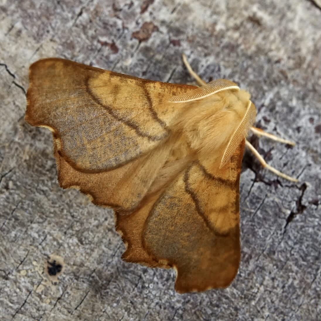 Dusky Thorn (Ennomos fuscantaria) photographed in Somerset by Sue Davies