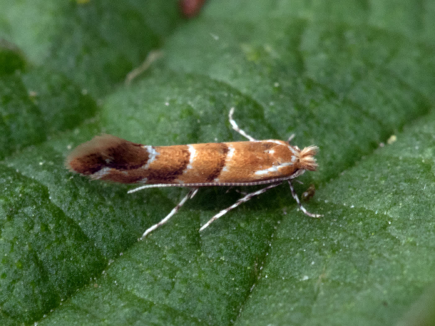 Elm Midget (Phyllonorycter tristrigella) photographed in Somerset by John Bebbington