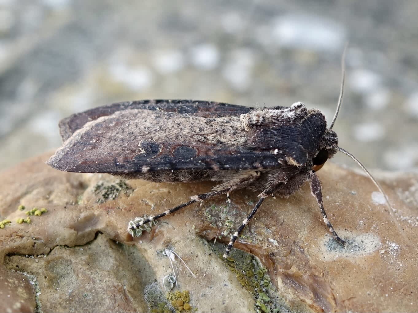 Pearly Underwing (Peridroma saucia) photographed in Somerset by Sue Davies