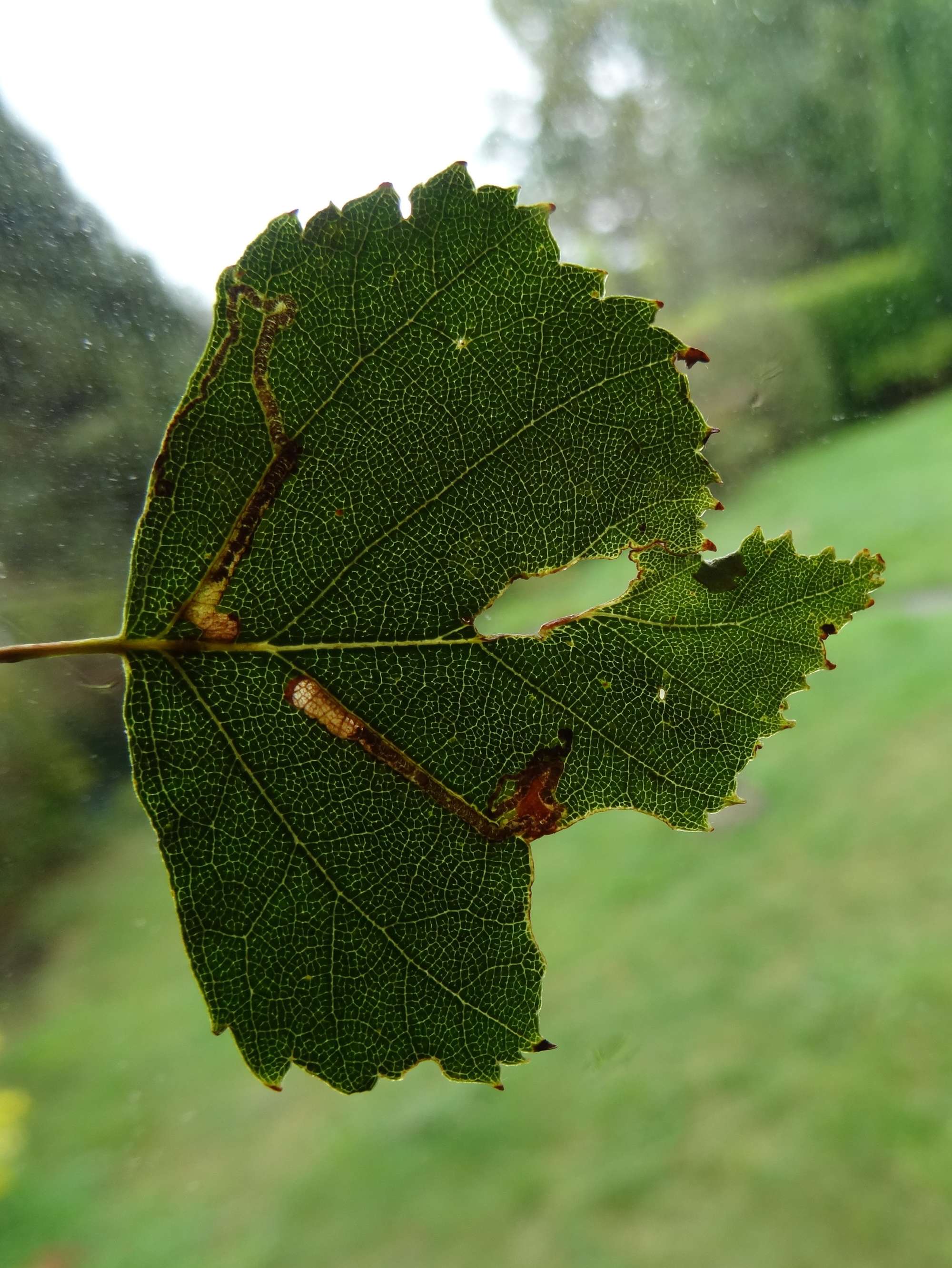 Small Birch Pigmy (Stigmella sakhalinella) photographed in Somerset by Christopher Iles