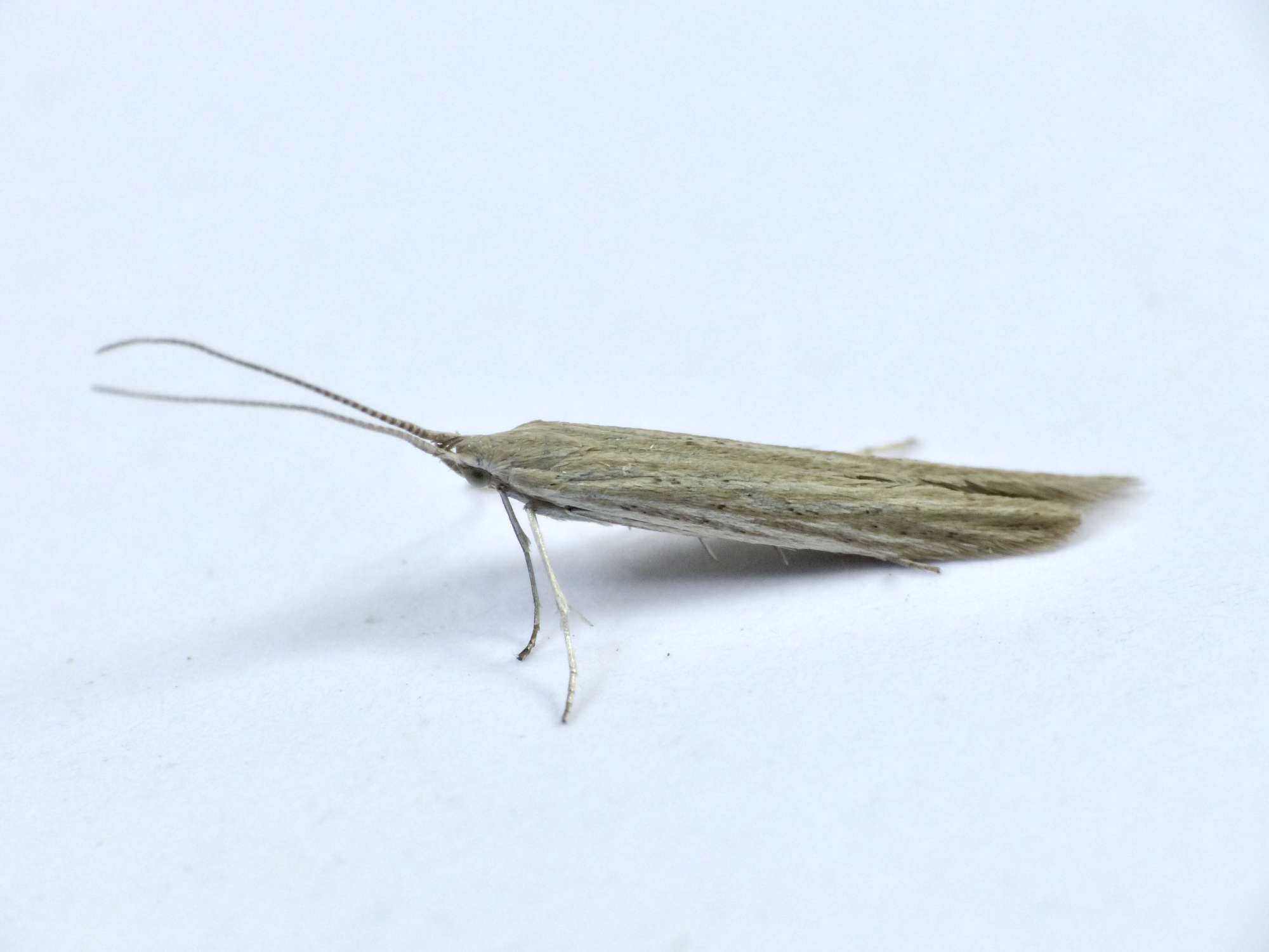 Pale Orache Case-bearer (Coleophora versurella) photographed in Somerset by Paul Wilkins