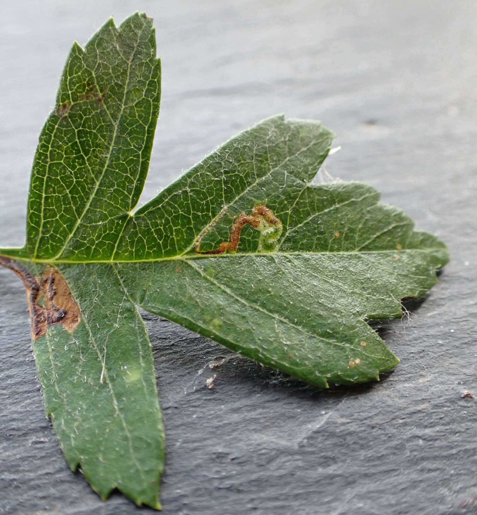 Common Thorn Pigmy (Stigmella crataegella) photographed in Somerset by Jenny Vickers